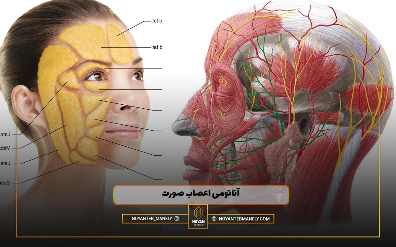 آناتومی اعصاب صورت
