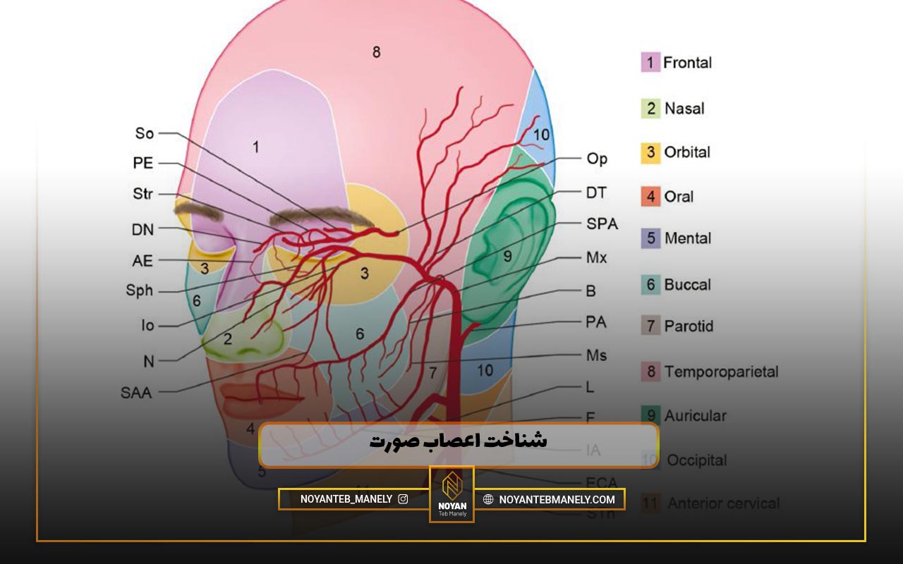اناتومی عصب های صورت