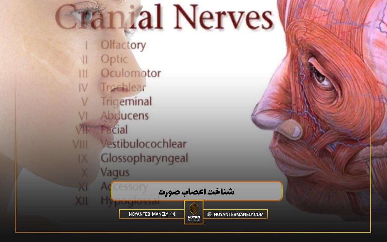 اناتومی عصب های صورت