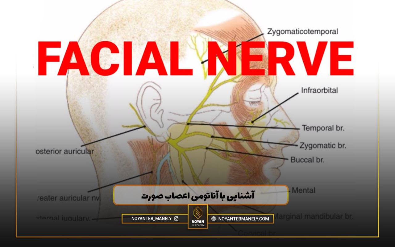 اعصاب پوست صورت