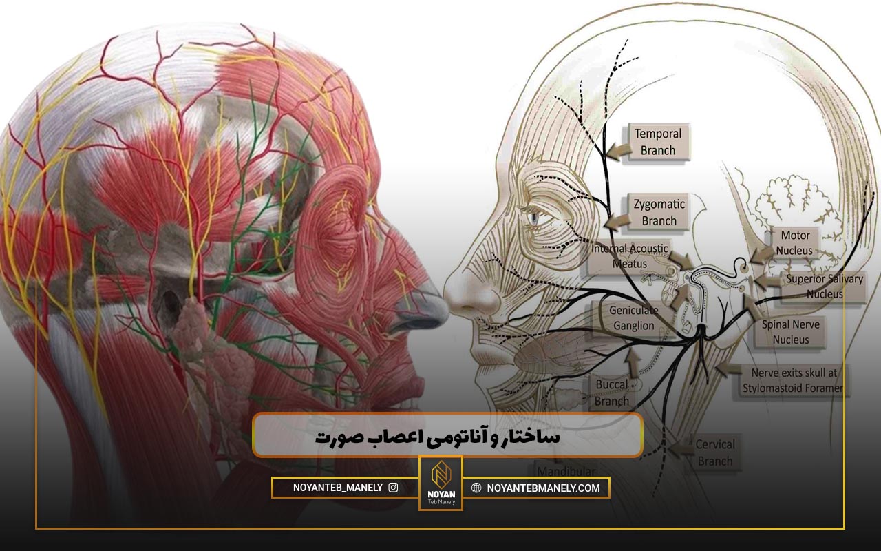 آناتومی اعصاب صورت انسان